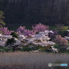 2016 SAKURA 16 高松公園