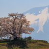 春満開・為内の一本桜Ⅱ