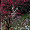 山里春彩　2