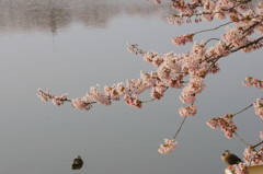 桜2015　高松の池