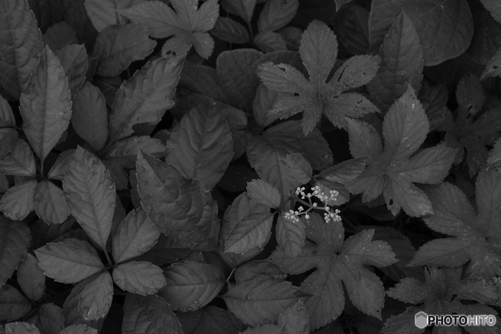 monochrome