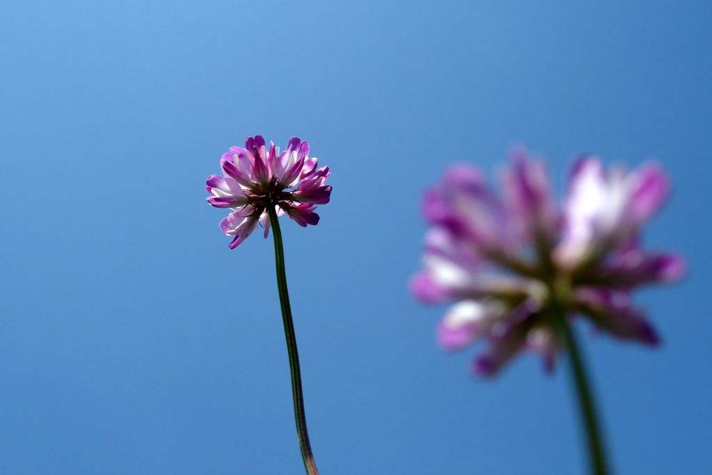 蓮華花火　ヒュー　ドド～ン