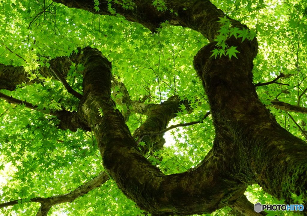 新緑の季節