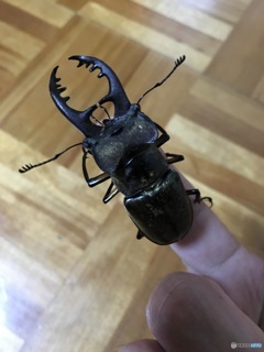 珍客来訪