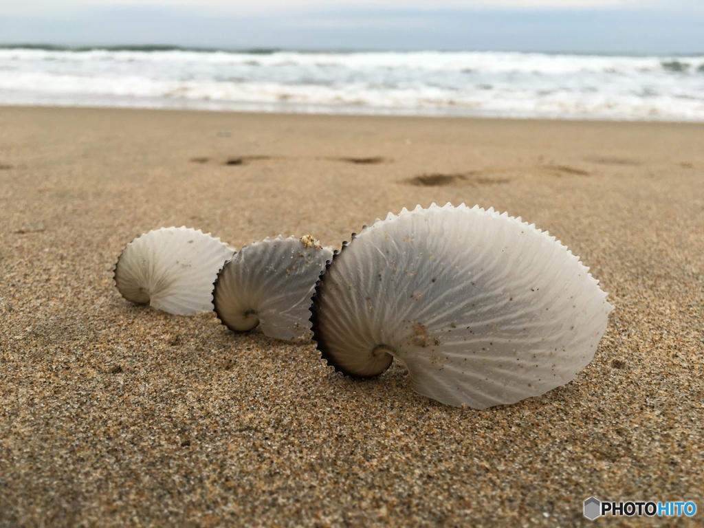 海からの贈りもの