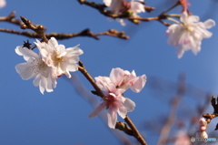 桜咲く（＾∇＾）