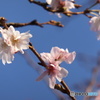桜咲く（＾∇＾）