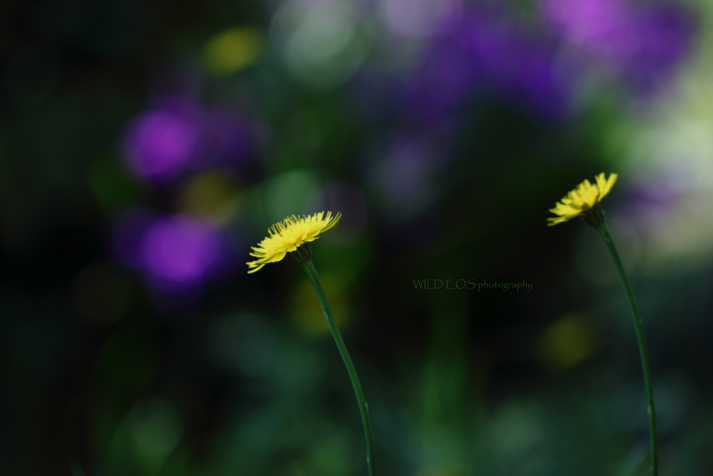 ☆レインボーな二人♪