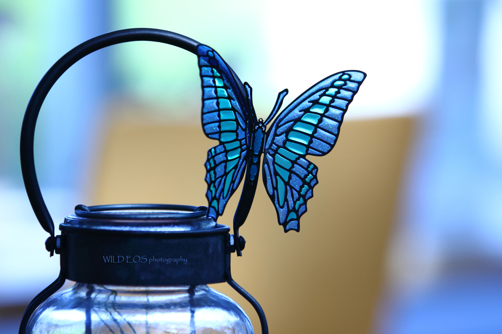 ☆今は飛べない私♪