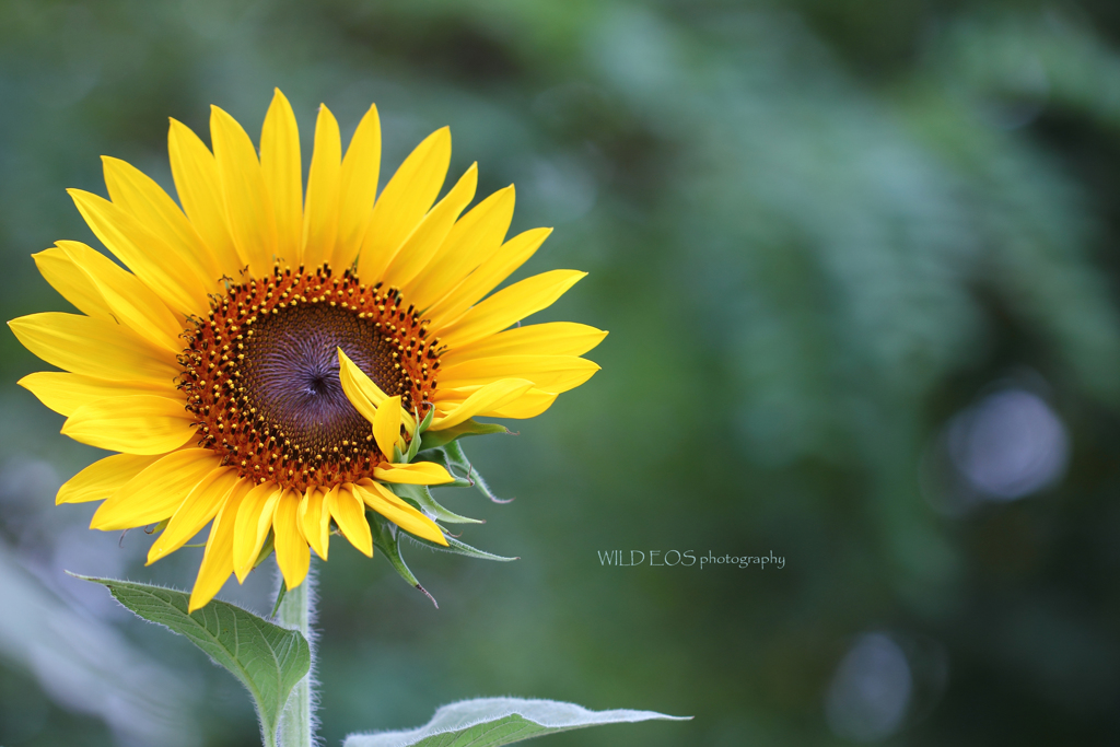 ☆夏のカウントダウン♪