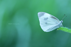 ☆Summer Green♪