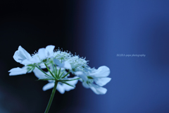 ☆Spring Blue♪