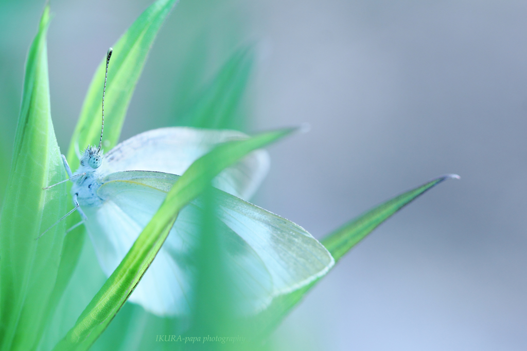 ☆White fairy♡