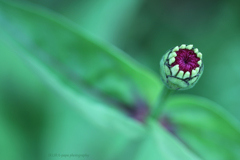 ☆Green Lady