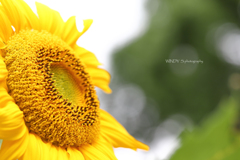 モフモフの夏