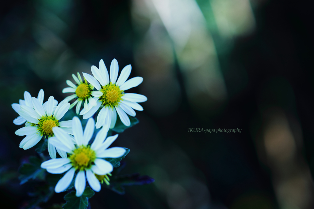 ☆陽かげりの街♪