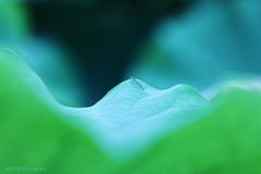 糸
