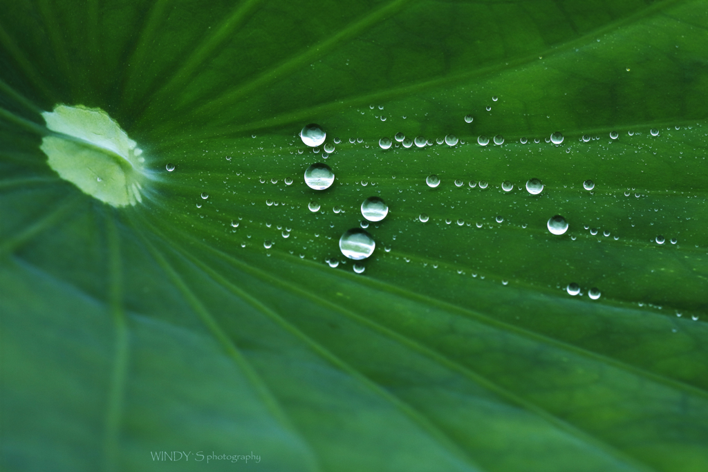 Water Drops