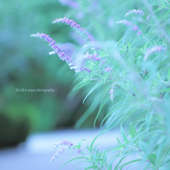 ☆Mint Moments