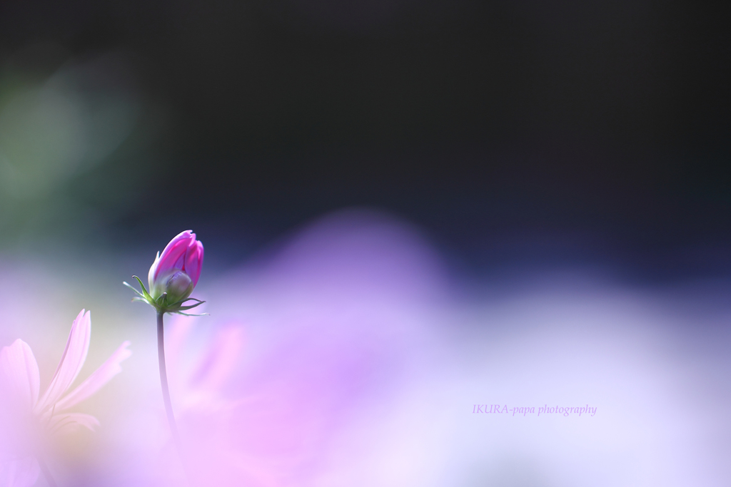 ☆Pure Love