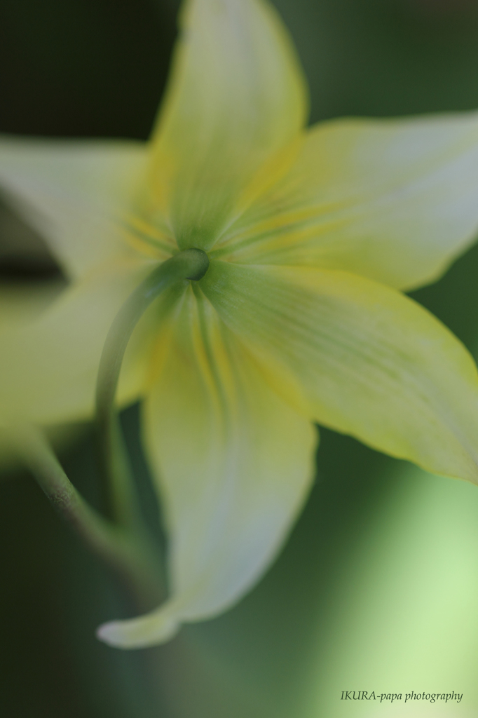 ☆Yellow Temptation