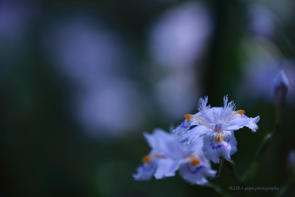 ☆Shy Love