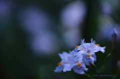 ☆Shy Love