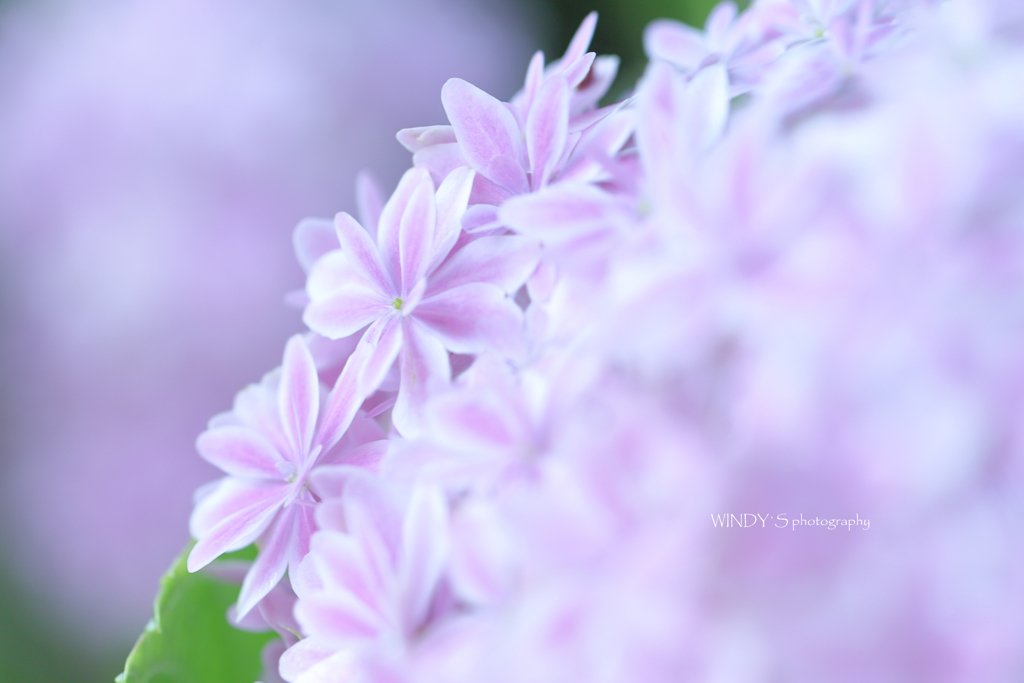 ☆Pink Feather
