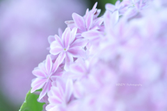 ☆Pink Feather