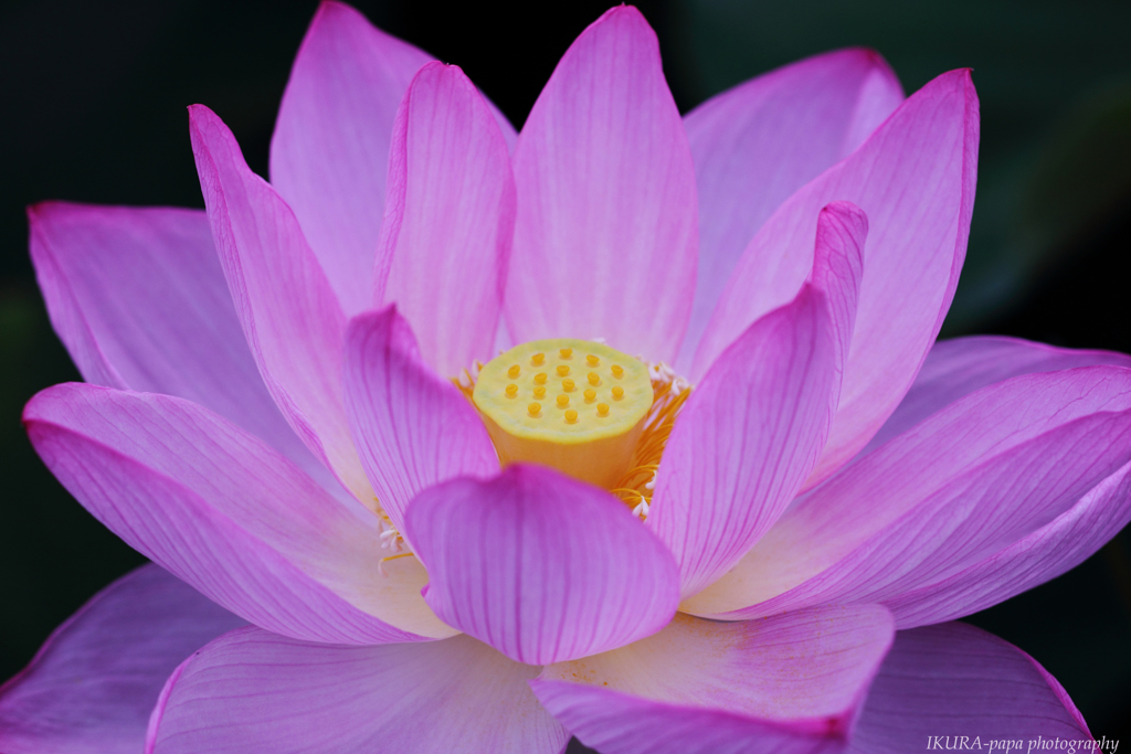☆Pink barning