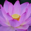 ☆Pink barning