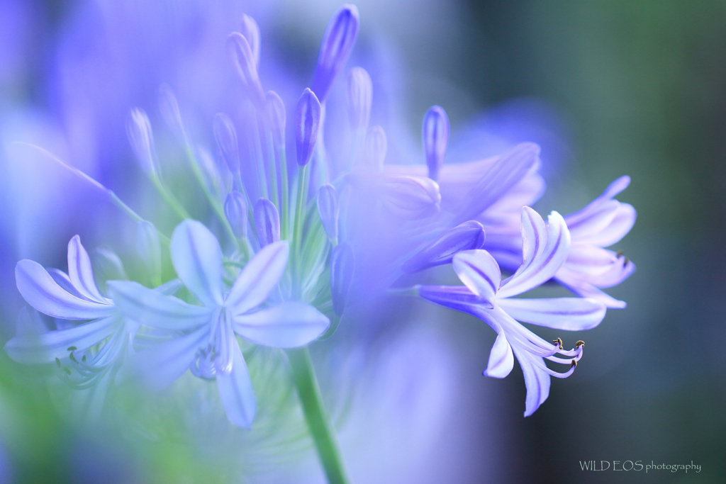 ☆愛の花♪