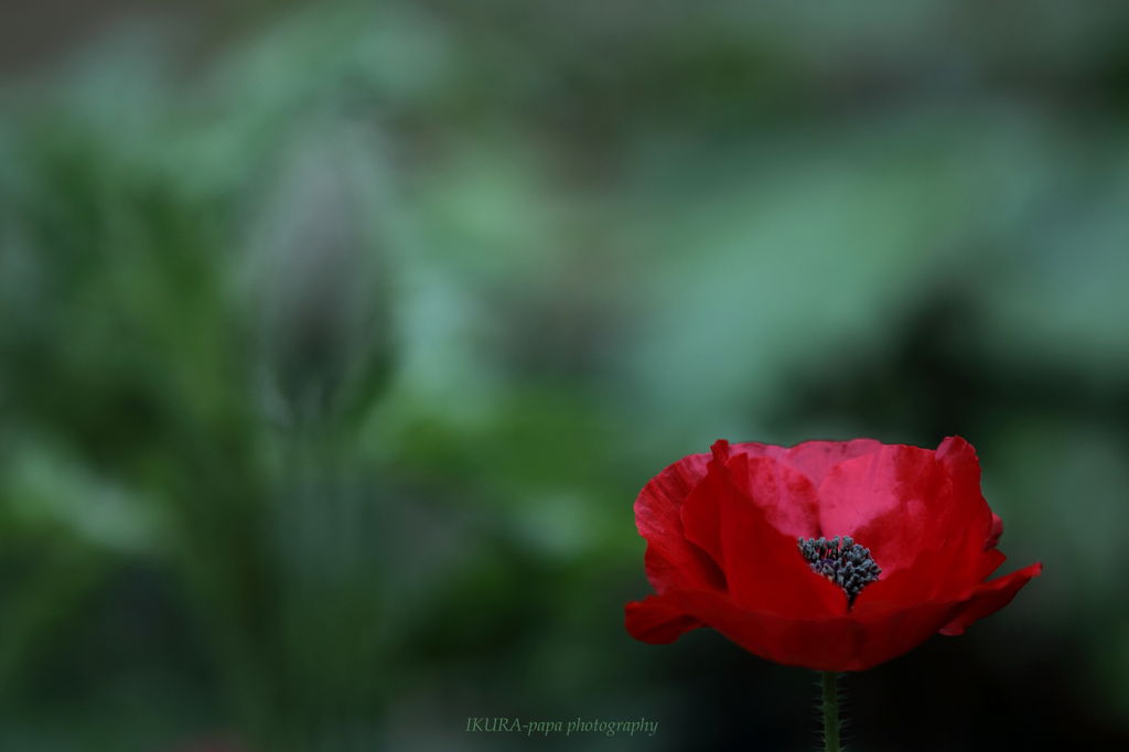 ☆Windflower