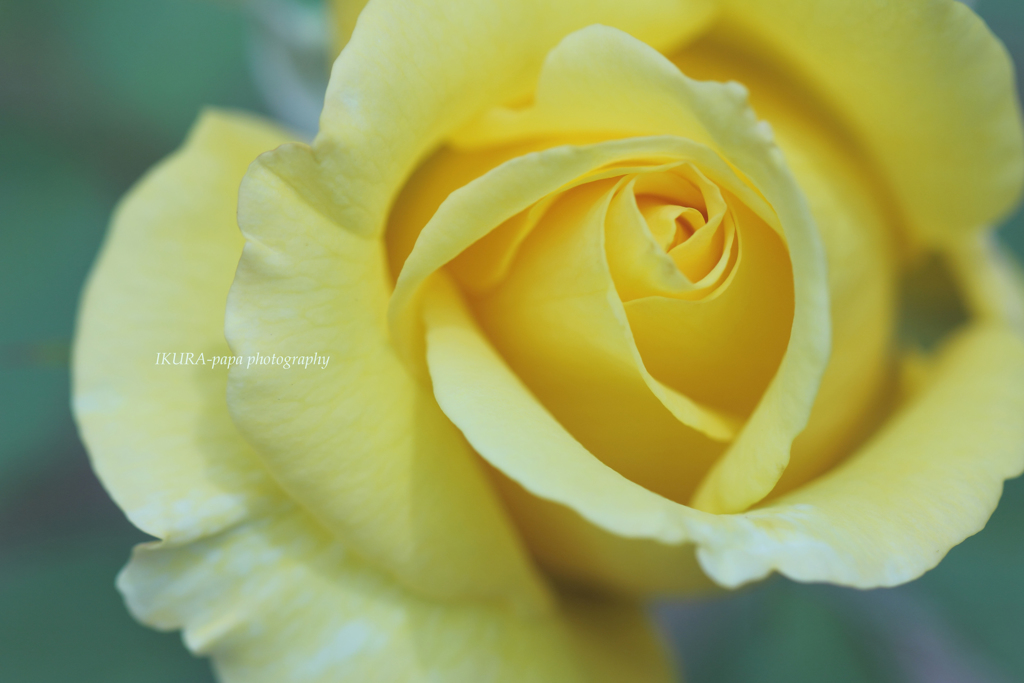 ☆幸せのイエロー♡