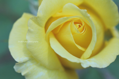 ☆幸せのイエロー♡