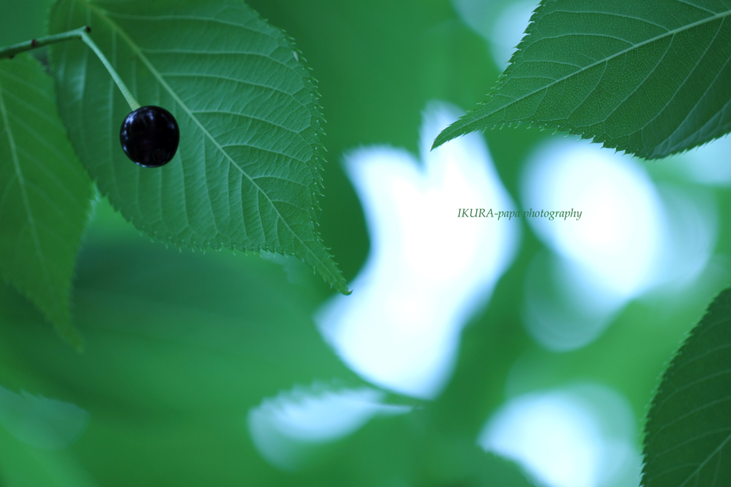 ☆Early summer fruit♡