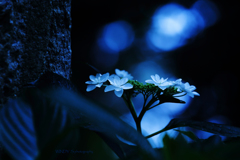 ☆Mysteriousな夜