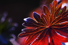 ☆Red Glow