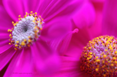 ☆Elegance Pink