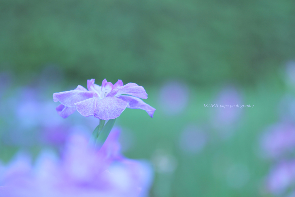 ☆Purple Love