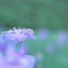 ☆Purple Love