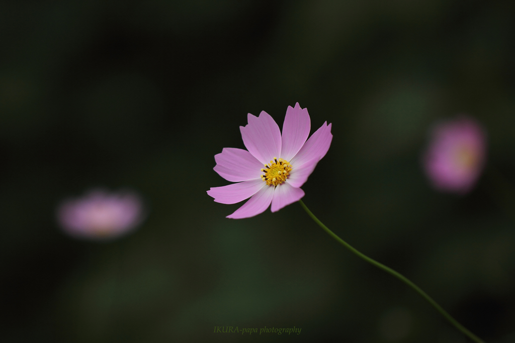 ☆For you