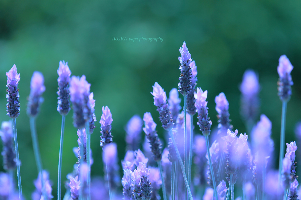 ☆Expectation