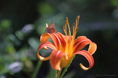 ☆夏のステージ