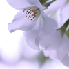 ☆White Pure Heart