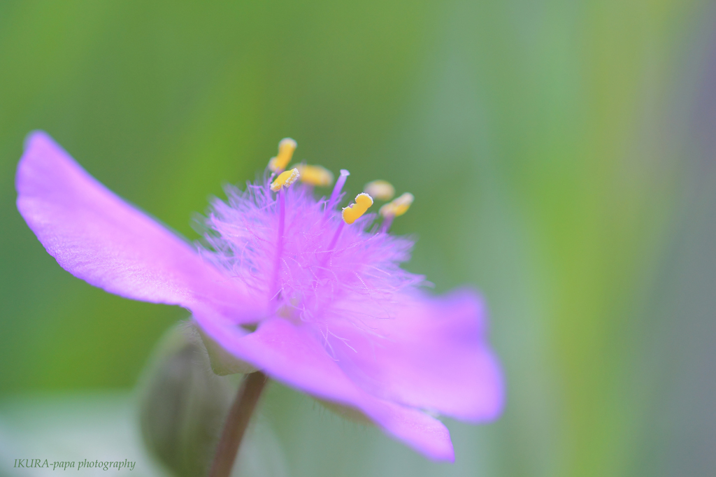 ☆モコモコピンク