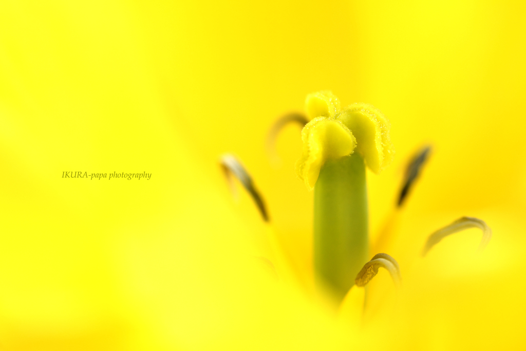 ☆Doctor yellow