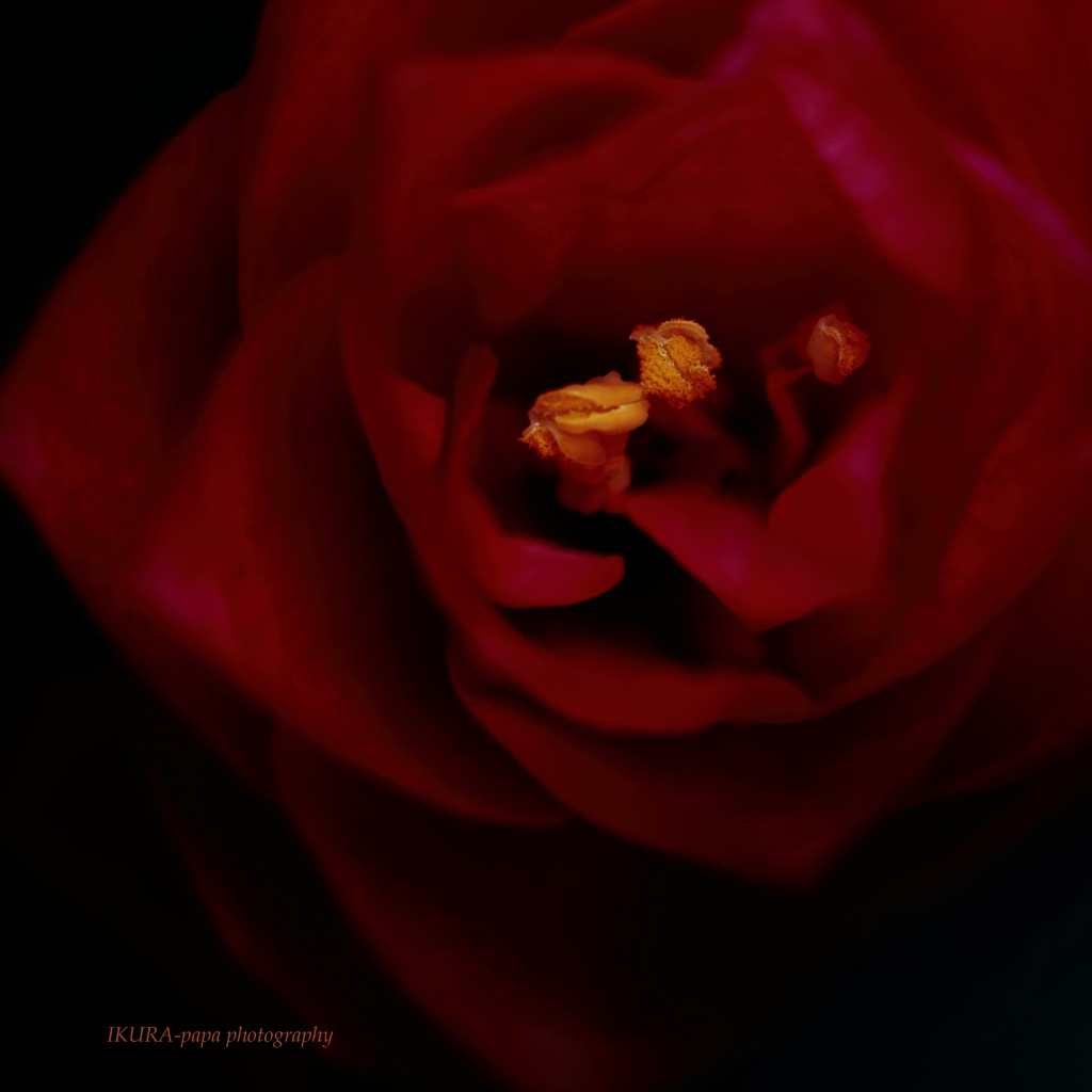 ☆Mystery Woman