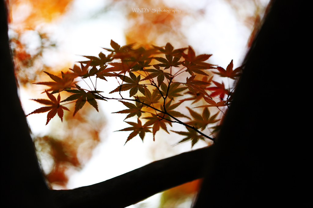 秋冬の彩