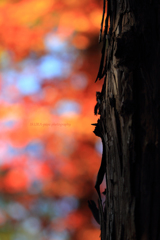 ☆Autumn forest